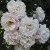 Rosier Grimpant Blush Noisette 1 Rosier Grimpant Blush Noisette -Jardin 3914604645 75fd68907d o 20rosier blush noisette 771438 1