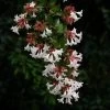 Abelia Grandiflora Semperflorens -Jardin Abelia grandiflora Semperflorens 1000122 1 1