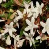 Abelia Grandiflora Sherwood -Jardin Abelia grandiflora Sherwood 1000132 1