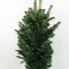 Abies Alba Pyramidalis - Sapin Blanc Nain -Jardin Abies alba Pyramidalis 606002 1