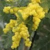 Acacia Dealbata Gaulois Astier GREFFE - Mimosa Des Fleuristes -Jardin Acacia dealbata Gaulois Astier GREFFE 85885 1