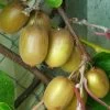 Kiwi Hayward (femelle) - Actinidia Deliciosa -Jardin Actinidia Deliciosa Hayward femelle 781291 1