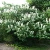 Aesculus Parviflora - Pavier Blanc -Jardin Aesculus parviflora ld wlcutler 781554 1