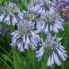Agapanthe Celebration - Agapanthus 1 Agapanthe Celebration - Agapanthus -Jardin Agapanthus Celebration 15046 1