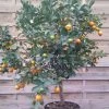 Calamondin - Citrus Madurensis (mitis) -Jardin Agrume Calamondin 79065 1