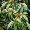 Amandier Nain Autofertile Fruit Me Almond Me - Prunus Dulcis 2 Amandier Nain Autofertile Fruit Me Almond Me - Prunus Dulcis -Jardin Amandier nain autofertile Fruit me Almond me Prunus dulcis copyright 16221 1
