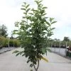 Amelanchier Canadensis Rainbow Pillar -Jardin Amelanchier canadensis RAINBOW PILLAR 83941 1