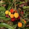 Arbutus Unedo Roselily - Arbousier -Jardin Arbutus unedo Roselily 82795 FR 1
