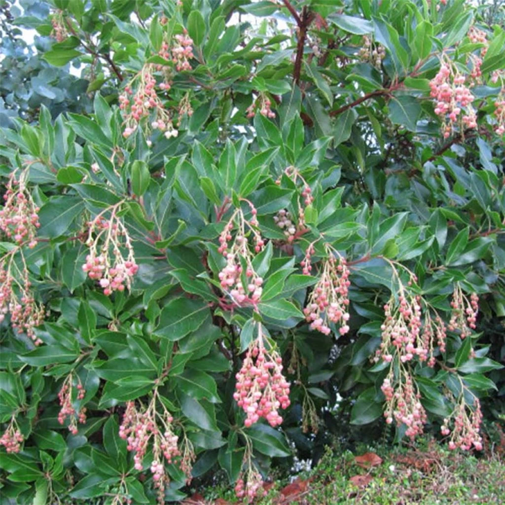 Arbutus Unedo Rubra - Arbousier 3 Arbutus Unedo Rubra - Arbousier