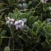Arctostaphylos Uva-ursi - Raisin D'ours -Jardin Arctostaphylos uva 83946 1