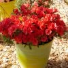 Azalée Hybride ENCORE® Sunset -Jardin Azalea Encore Sunset 88780 1