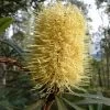 Banksia Integrifolia - Banksia Côtier -Jardin Banksia integrifolia 85067 1