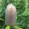 Banksia Serrata -Jardin Banksia serrata IF 16629 1