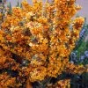 Berberis Linearifolia Orange King - Epine-vinette -Jardin Berberis linearifolia Orange King Epine vinette 83955 1