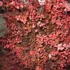 Berberis Thunbergii Fireball - Epine-vinette -Jardin Berberis thunbergii Fireball 781669 1