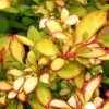 Berberis Thunbergii Limoncello - Epine-vinette -Jardin Berberis thunbergii Limoncello 87377 1