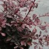 Berberis Thunbergii Rosy Glow 1 Berberis Thunbergii Rosy Glow -Jardin Berberis thunbergii Rosy glow 7516 1