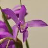 Bletilla Striata Soryu Blue Dragon - Orchidée Jacinthe Bleue