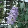 Buddleia Lochinch - Arbre Aux Papillons -Jardin Buddleia Lochinch 80059 1