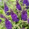 Buddleja Davidii Butterfly CandyLittle Purple - Arbre Aux Papillons Nain -Jardin Buddleja Butterfly Candy Little Purple copyright 17555 1