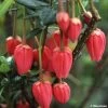 Crinodendron Hookerianum - Arbre Aux Lanternes -Jardin CRINODENDRON HOOKERIANUM 781681 1