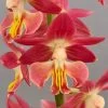Calanthe Red Sunset - Orchidée Vivace -Jardin Calanthe Red Sunset Orchidee vivace IF 18957 1