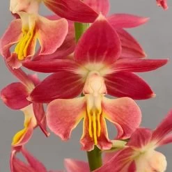 Calanthe Red Sunset - Orchidée Vivace