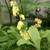 Calanthe Sieboldii - Orchidée De Jardin Jaune -Jardin Calanthe sieboldii 80357 1