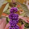 Callicarpa Bodinieri Imperial Pearl -Jardin Callicarpa Imperial Pearl 82633 1