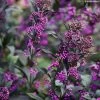 Callicarpa Bodinieri Pearl Glam -Jardin Callicarpa bodinieri Pearl Glam IF 189770 1