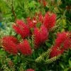 Callistemon (x) Laevis -Jardin Callistemon x laevis 83242 1