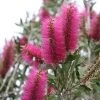 Callistemon Citrinus Mauve Mist - Rince Bouteille
