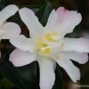 Camelia D'automne - Camellia Sasanqua Frosted Star -Jardin Camelia Frosted Star 81385 1