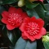 Camelia Bob's Tinsie - Camellia Japonica -Jardin Camellia Bob s Tinsie 85273 1