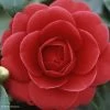 Camélia Coquetti - Camellia Japonica -Jardin Camellia Coquetti 85275 1