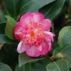 Camélia D'automne - Camellia Sasanqua Choji Guruma -Jardin Camellia sasanqua Choji Guruma 0566002 1