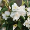 Camellia Transnokoensis - Camélia Botanique -Jardin Camellia transnokoensis 85286 1