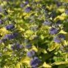 Caryopteris Hint Of Gold 1 Caryopteris Hint Of Gold -Jardin Caryopteris Hint of Gold 85033 1