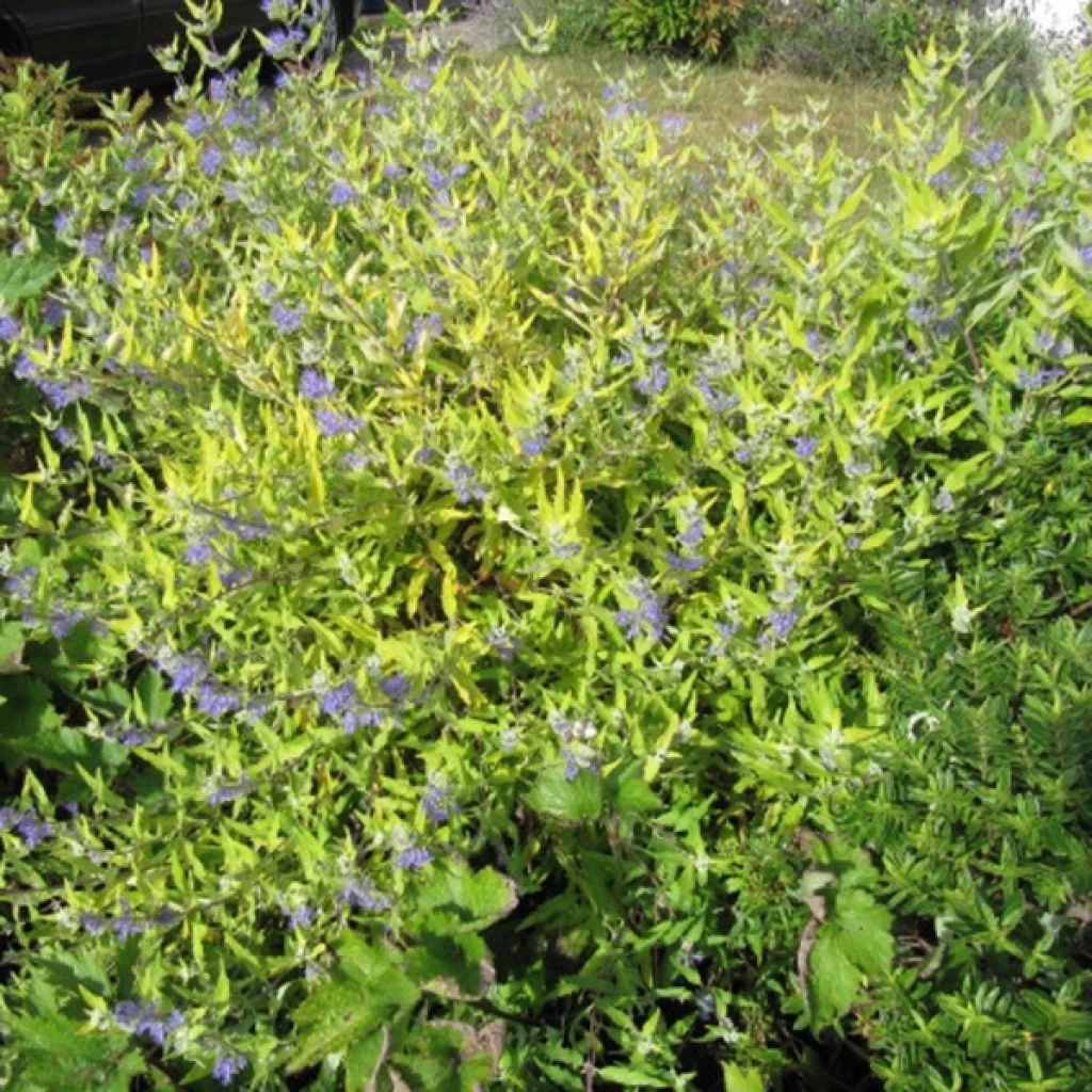 Caryopteris Worcester Gold - Spirée Bleue, Barbe-bleue 3 Caryopteris Worcester Gold - Spirée Bleue, Barbe-bleue