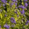 Caryopteris Incana Sunny Blue - Spirée Bleue, Barbe Bleue 1 Caryopteris Incana Sunny Blue - Spirée Bleue, Barbe Bleue -Jardin Caryopteris incana Sunny Blue Spiree bleue Barbe bleue copyright 18288 1