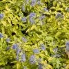 Caryopteris Incana Sunshine Blue - Barbe-bleue, Spirée Bleue 1 Caryopteris Incana Sunshine Blue - Barbe-bleue, Spirée Bleue -Jardin Caryopteris incana Sunshine Blue 781571 1