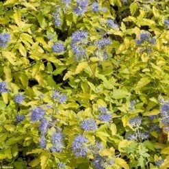 Caryopteris Incana Sunshine Blue - Barbe-bleue, Spirée Bleue
