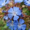 Ceratostigma Willmottianum - Dentelaire -Jardin Ceratostigmata Willmottianum 7590 1