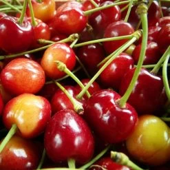 Cerisier Bigarreau Coeur De Pigeon