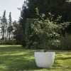 Cerisier Nain Cherry Baby -Jardin Cerisier nain Cherry Baby IF 1827101 1