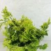 Chamaecyparis Obtusa Aurea - Faux Cyprès Hinoki Du Japon -Jardin Chamaecyparis obtusa Aurea 625002 1