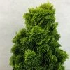Chamaecyparis Obtusa Aurora - Faux Cyprès Hinoki Du Japon Nain -Jardin Chamaecyparis obtusa Aurora 626002 1