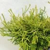 Chamaecyparis Obtusa Gitte - Faux Cyprès Hinoki Du Japon Nain
