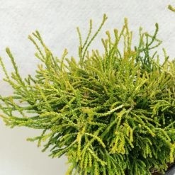 Chamaecyparis Obtusa Gitte - Faux Cyprès Hinoki Du Japon Nain