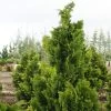 Chamaecyparis Obtusa Nana Gracilis - Faux Cyprès Du Japon -Jardin Chamaecyparis obtusa Nana Gracilis 0633002 1